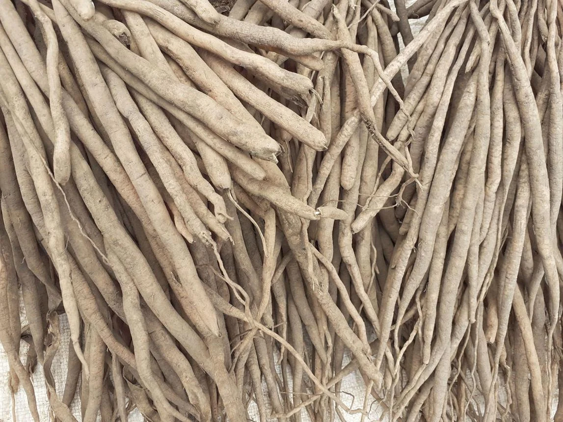 Shatavari Root (Asparagus racemosus) used in Femina